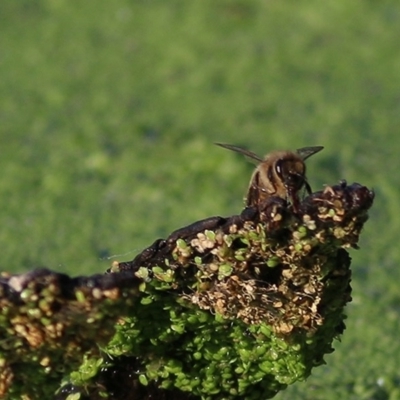 Apis mellifera (European honey bee) at Wonga Wetlands - 26 Nov 2020 by Kyliegw