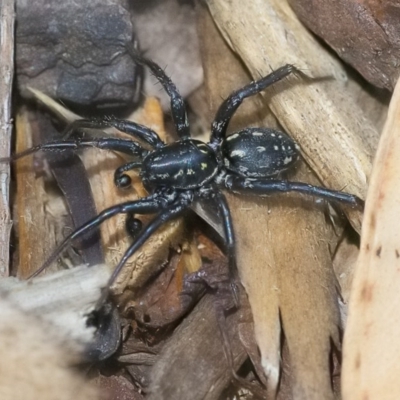 Nyssus albopunctatus (White-spotted swift spider) at Acton, ACT - 24 Nov 2020 by WHall