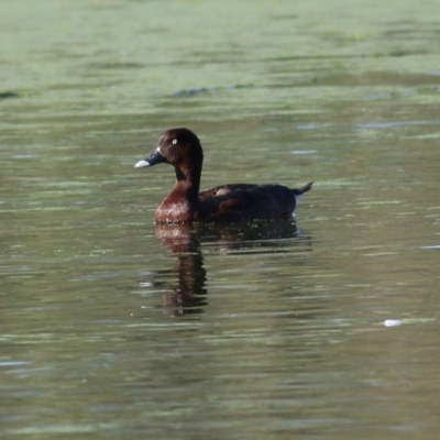 Aythya australis (Hardhead) at Albury - 26 Nov 2020 by KylieWaldon