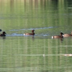 Aythya australis at Splitters Creek, NSW - 26 Nov 2020