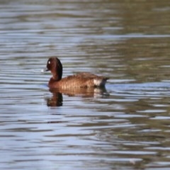 Aythya australis at Splitters Creek, NSW - 26 Nov 2020