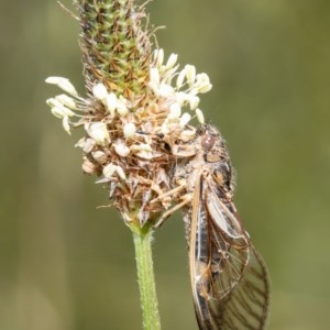 Myopsalta waterhousei at Holt, ACT - 26 Nov 2020