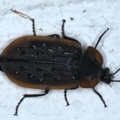 Ptomaphila lacrymosa (Carrion Beetle) at Ainslie, ACT - 22 Nov 2020 by jbromilow50