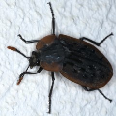 Ptomaphila lacrymosa at Ainslie, ACT - 23 Nov 2020