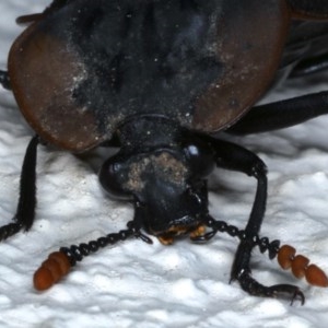 Ptomaphila lacrymosa at Ainslie, ACT - 23 Nov 2020