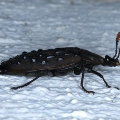 Ptomaphila lacrymosa at Ainslie, ACT - 23 Nov 2020