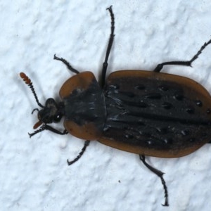 Ptomaphila lacrymosa at Ainslie, ACT - 23 Nov 2020