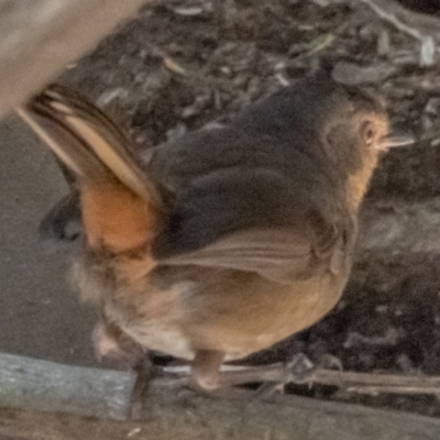 Pycnoptilus floccosus (Pilotbird) at Cotter River, ACT - 25 Nov 2020 by trevsci