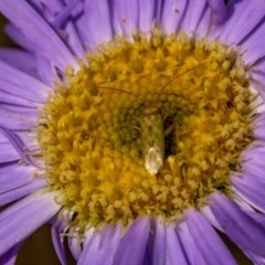 Miridae (family) (Unidentified plant bug) at Namadgi National Park - 25 Nov 2020 by trevsci