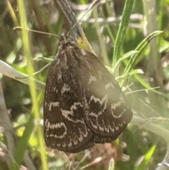 Synemon plana (Golden Sun Moth) at Lake George, NSW - 27 Nov 2020 by MPennay