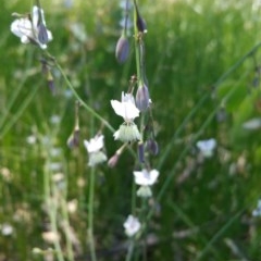 Arthropodium milleflorum (Vanilla Lily) at Isaacs Ridge - 27 Nov 2020 by Sbruce