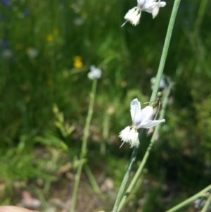 Arthropodium milleflorum at Isaacs Ridge - 27 Nov 2020 01:48 AM