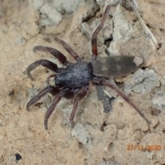 Lampona sp. (genus) (White-tailed spider) at Pialligo, ACT - 26 Nov 2020 by FeralGhostbat