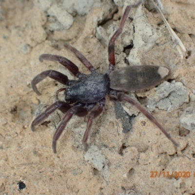 Lampona sp. (genus) (White-tailed spider) at Pialligo, ACT - 26 Nov 2020 by FeralGhostbat