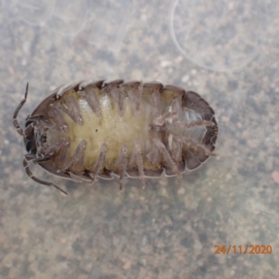 Armadillidium vulgare (Slater bug, woodlouse, pill bug, roley poley) at QPRC LGA - 23 Nov 2020 by Ozflyfisher
