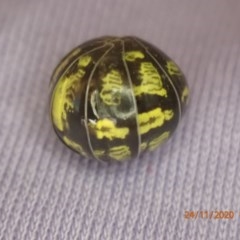 Armadillidium vulgare at Queanbeyan, NSW - 24 Nov 2020