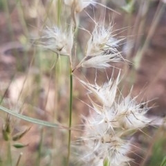 Rytidosperma (genus) (Wallaby Grass) at Griffith, ACT - 27 Nov 2020 by SRoss