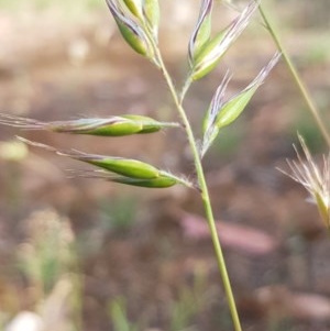 Rytidosperma sp. at Griffith, ACT - 27 Nov 2020