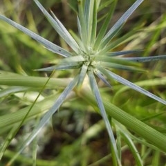 Eryngium ovinum (Blue Devil) at Bass Gardens Park, Griffith - 26 Nov 2020 by SRoss