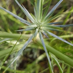 Eryngium ovinum at Griffith, ACT - 27 Nov 2020