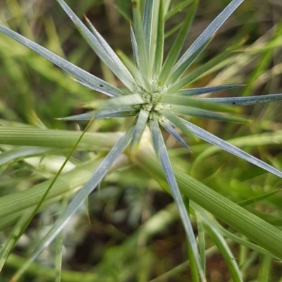 Eryngium ovinum (Blue Devil) at Bass Gardens Park, Griffith - 26 Nov 2020 by SRoss