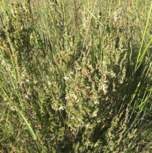 Brachyloma daphnoides at Corrowong, NSW - 7 Nov 2020