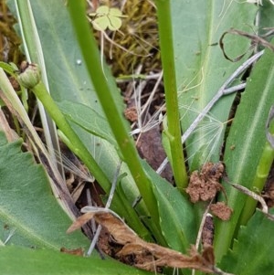 Solenogyne dominii at Griffith, ACT - 27 Nov 2020