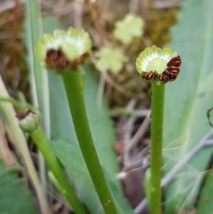 Solenogyne dominii at Griffith, ACT - 27 Nov 2020