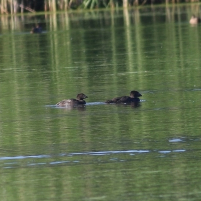 Biziura lobata (Musk Duck) at Albury - 26 Nov 2020 by KylieWaldon