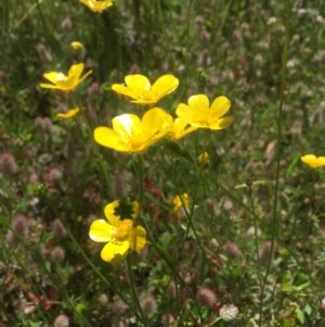 Ranunculus sp. at Peak View, NSW - 19 Nov 2020 02:11 AM