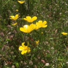 Ranunculus sp. at Peak View, NSW - 19 Nov 2020 02:11 AM