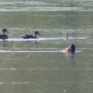 Oxyura australis at Albury - 26 Nov 2020