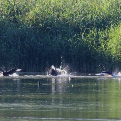 Cygnus atratus (Black Swan) at Albury - 26 Nov 2020 by KylieWaldon