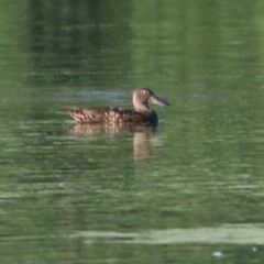 Spatula rhynchotis (Australasian Shoveler) at Splitters Creek, NSW - 26 Nov 2020 by KylieWaldon