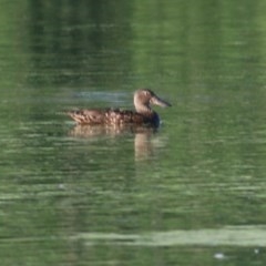 Spatula rhynchotis (Australasian Shoveler) at Albury - 26 Nov 2020 by KylieWaldon