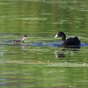 Fulica atra at Albury - 26 Nov 2020