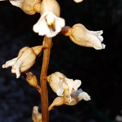 Gastrodia sesamoides (Cinnamon Bells) at Griffith, ACT - 25 Nov 2020 by SRoss