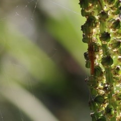 Tetragnatha sp. (genus) (Long-jawed spider) at Albury - 26 Nov 2020 by KylieWaldon