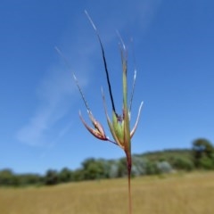 Themeda triandra (Kangaroo Grass) at Yass River, NSW - 26 Nov 2020 by SenexRugosus