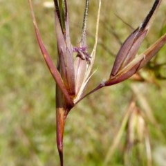 Themeda triandra at Yass River, NSW - 26 Nov 2020