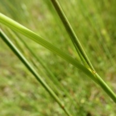 Themeda triandra at Yass River, NSW - 26 Nov 2020