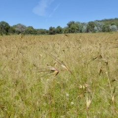 Themeda triandra at Yass River, NSW - 26 Nov 2020 10:49 PM