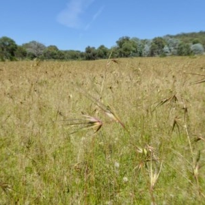 Themeda triandra at Yass River, NSW - 26 Nov 2020 10:49 PM