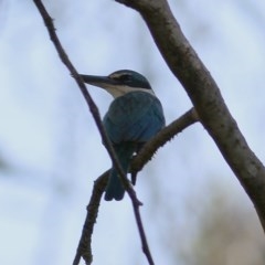 Todiramphus sanctus (Sacred Kingfisher) at Wonga Wetlands - 26 Nov 2020 by KylieWaldon