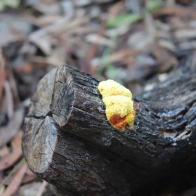 Fuligo septica (Scrambled egg slime) at Cook, ACT - 25 Nov 2020 by Tammy