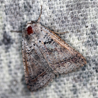 Pantydia sparsa (Noctuid Moth) at O'Connor, ACT - 24 Nov 2020 by ibaird