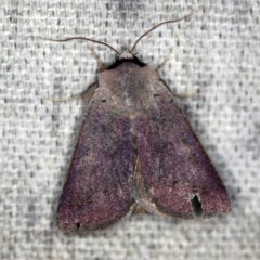 Pantydia (genus) (An Erebid moth) at O'Connor, ACT - 25 Nov 2020 by ibaird