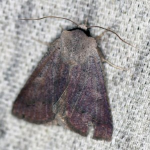 Pantydia (genus) at O'Connor, ACT - 25 Nov 2020