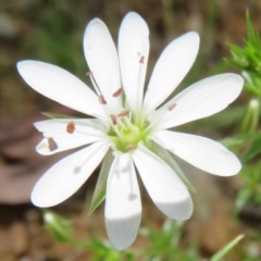 Stellaria pungens (Prickly Starwort) at Cotter River, ACT - 26 Nov 2020 by Christine