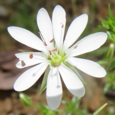 Stellaria pungens (Prickly Starwort) at Cotter River, ACT - 25 Nov 2020 by Christine